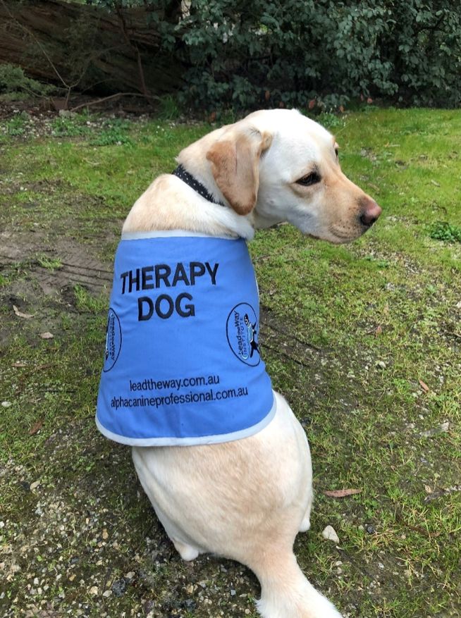 Luna, a yellow Labrador Retriever, sitting on the grass wearing a blue therapy dog vest