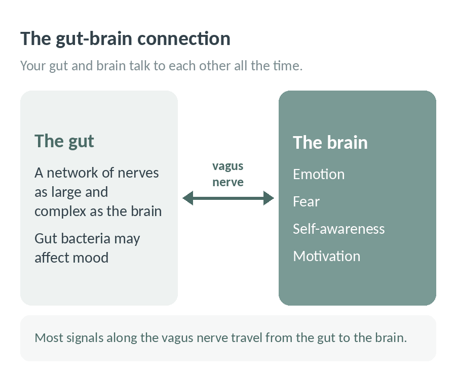 The gut-brain connection: a network of nerves in the gut, as large and complex as the brain, talks to brain areas for emotion, fear, self-awareness and motivation through the vagus nerve, and most signals travel from the gut to the brain